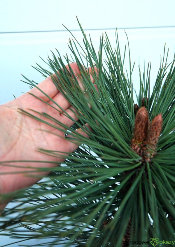 SOSNA JEFFREYA JOPPI Pinus jeffreyi
