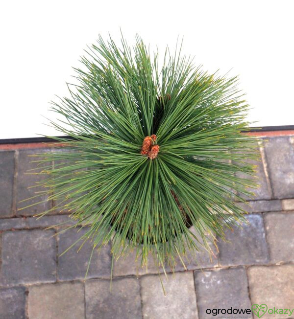 SOSNA JEFFREYA JOPPI Pinus jeffreyi