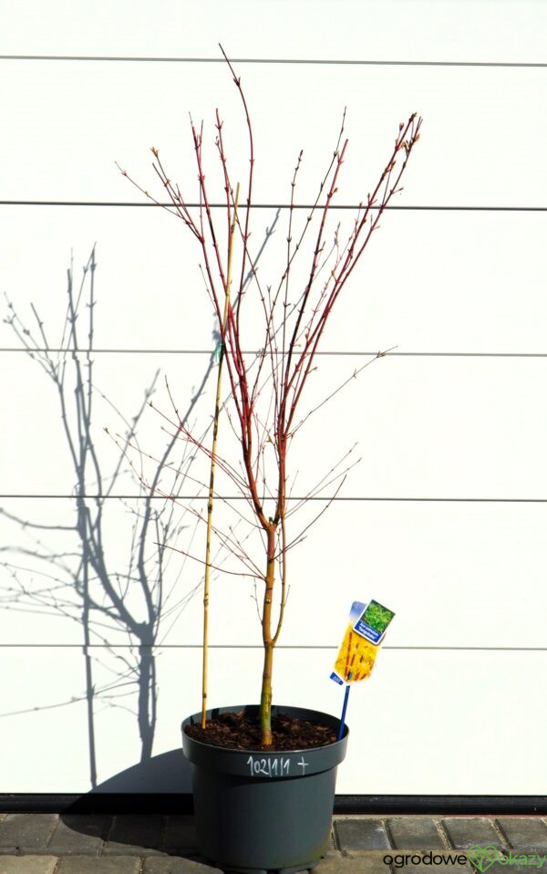KLON PALMOWY SANGO KAKU Acer palmatum