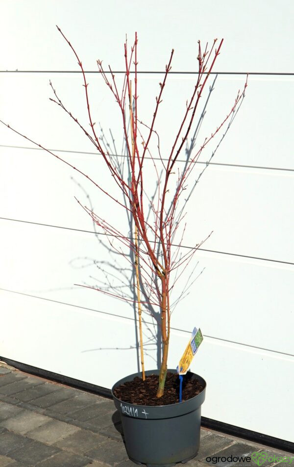 KLON PALMOWY SANGO KAKU Acer palmatum