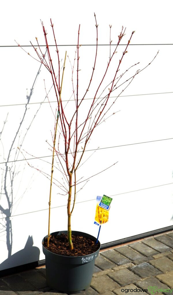 KLON PALMOWY SANGO KAKU Acer palmatum