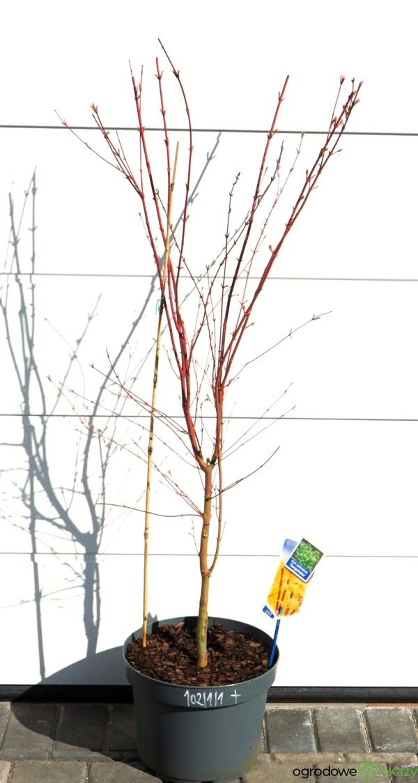 KLON PALMOWY SANGO KAKU Acer palmatum