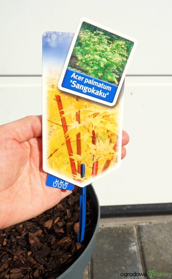 KLON PALMOWY SANGO KAKU Acer palmatum
