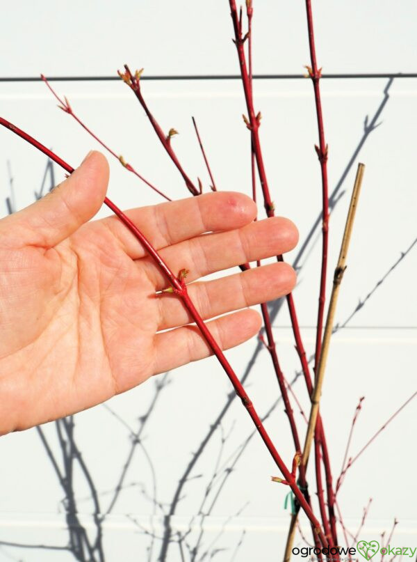 KLON PALMOWY SANGO KAKU Acer palmatum