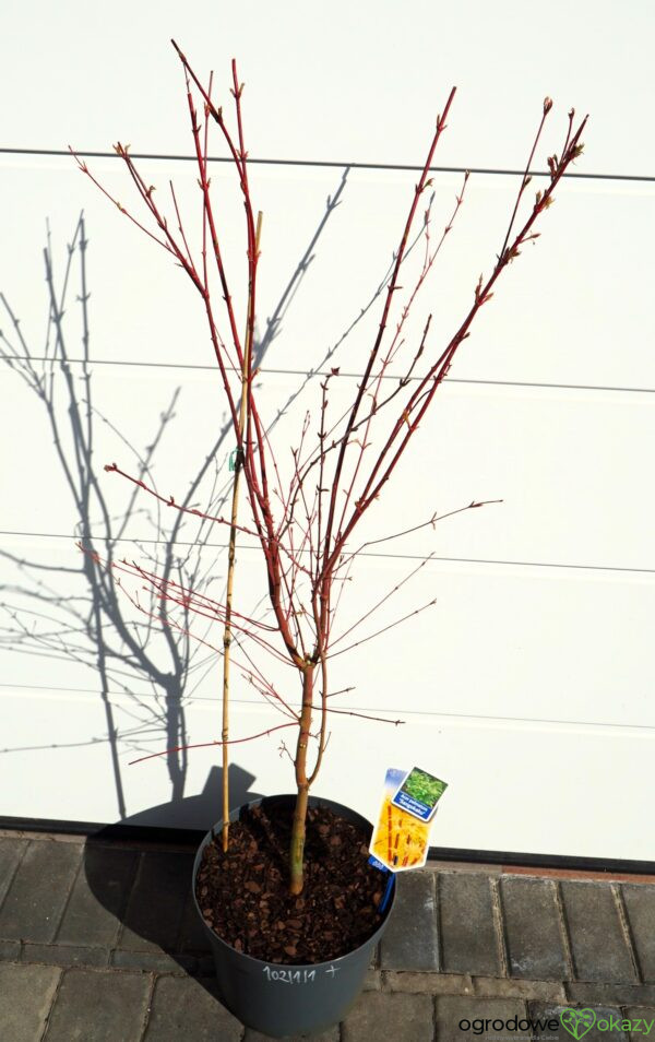KLON PALMOWY SANGO KAKU Acer palmatum