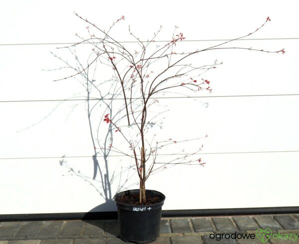 KLON PALMOWY BENI-MAIKO Acer palmatum