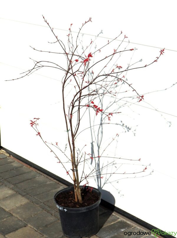KLON PALMOWY BENI-MAIKO Acer palmatum