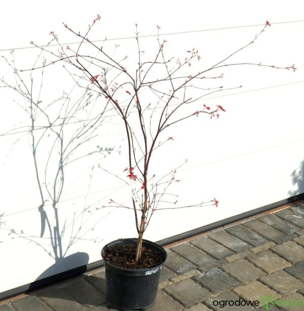 KLON PALMOWY BENI-MAIKO Acer palmatum