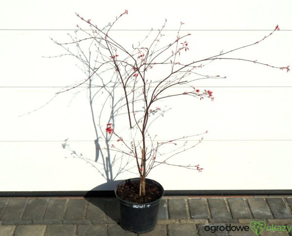 KLON PALMOWY BENI-MAIKO Acer palmatum
