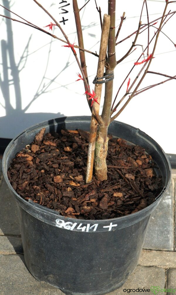 KLON PALMOWY BENI-MAIKO Acer palmatum