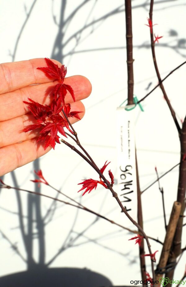 KLON PALMOWY BENI-MAIKO Acer palmatum