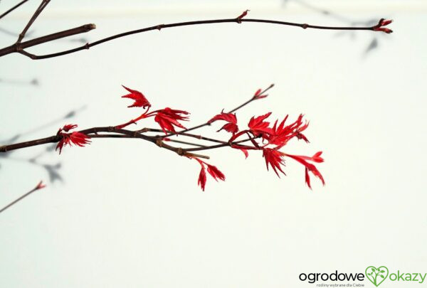 KLON PALMOWY BENI-MAIKO Acer palmatum