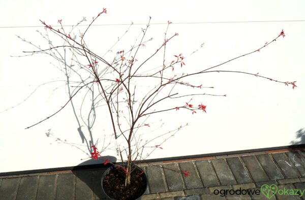 KLON PALMOWY BENI-MAIKO Acer palmatum