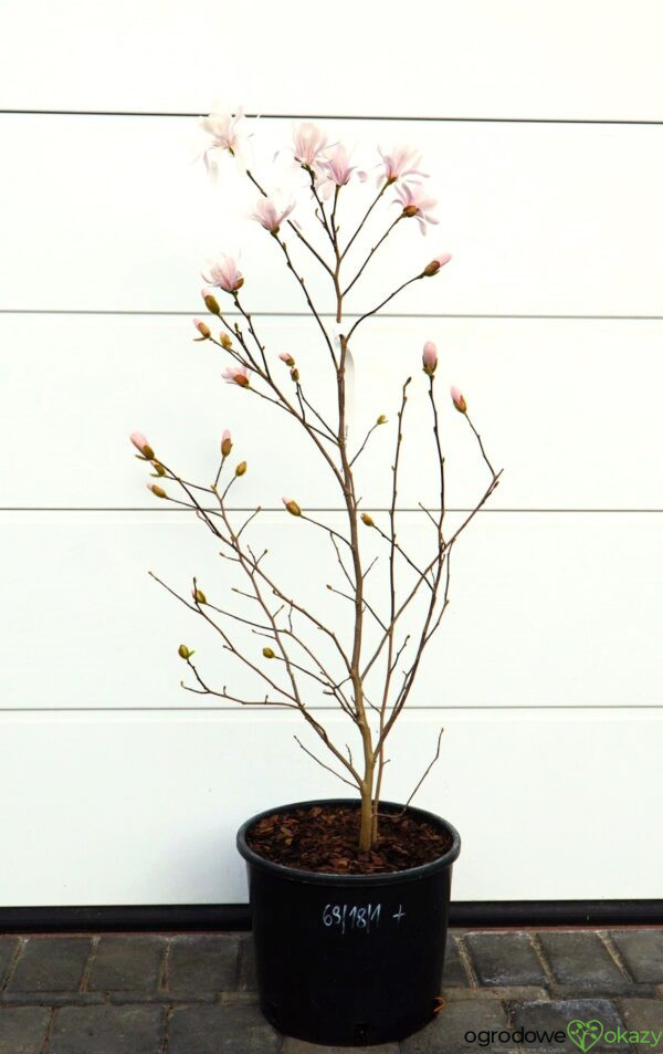 MAGNOLIA GWIAŹDZISTA WATERLILY Magnolia stellata