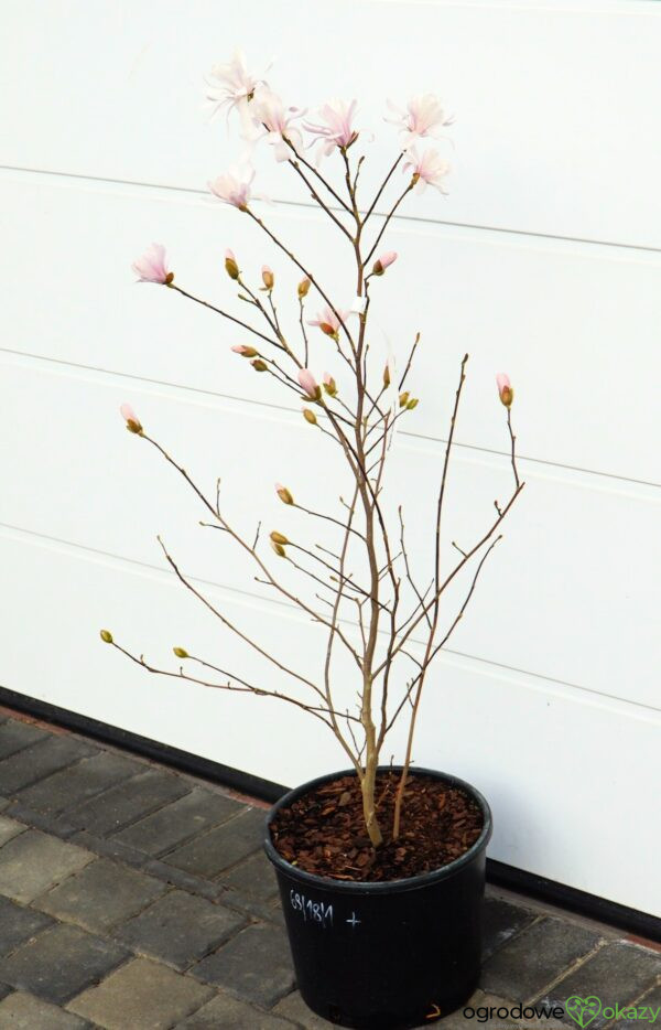 MAGNOLIA GWIAŹDZISTA WATERLILY Magnolia stellata