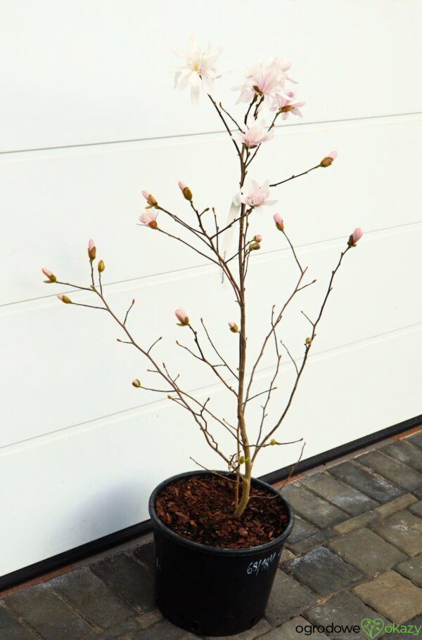 MAGNOLIA GWIAŹDZISTA WATERLILY Magnolia stellata