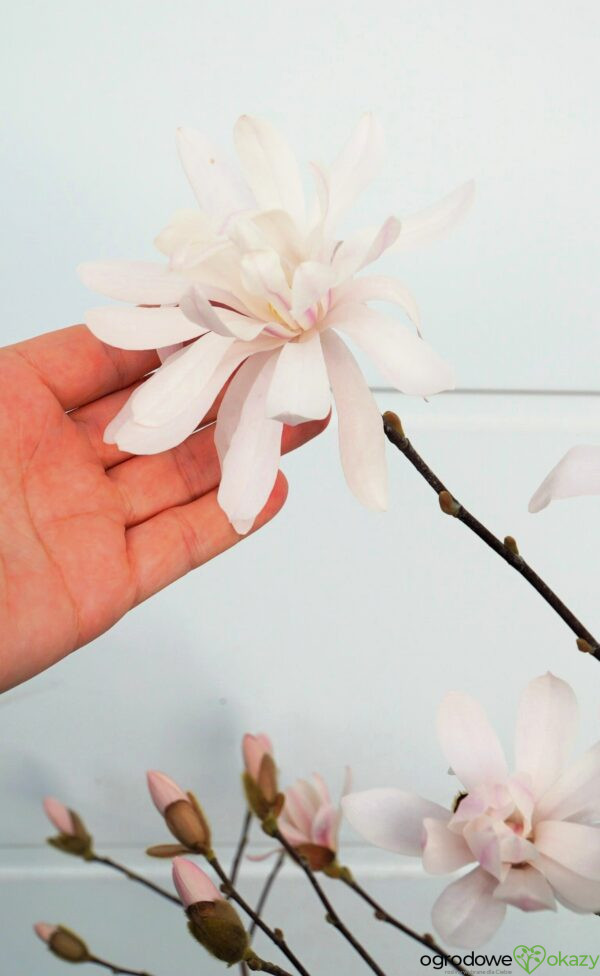 MAGNOLIA GWIAŹDZISTA WATERLILY Magnolia stellata