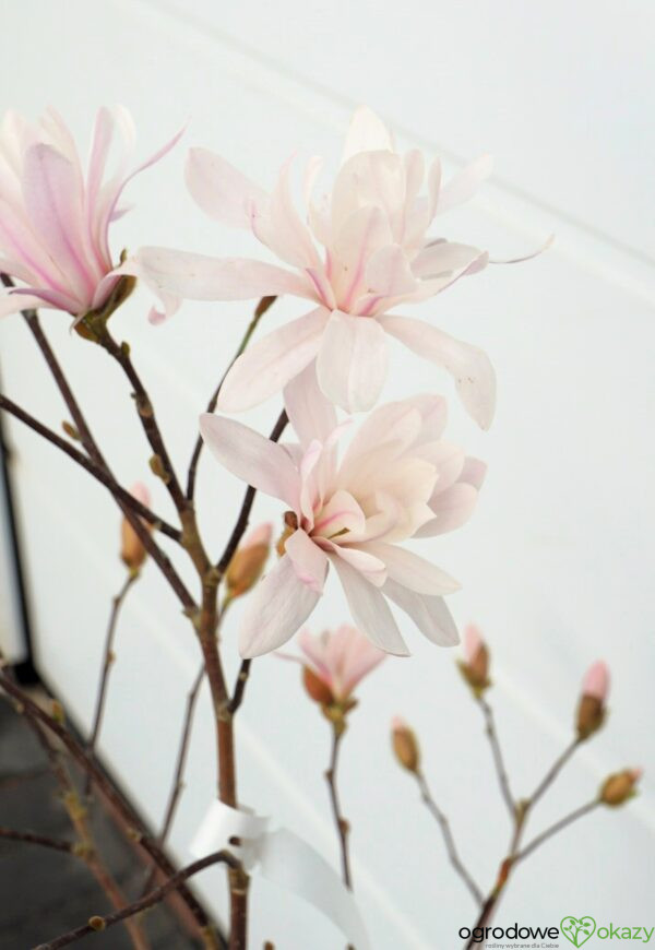 MAGNOLIA GWIAŹDZISTA WATERLILY Magnolia stellata