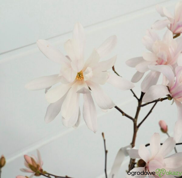 MAGNOLIA GWIAŹDZISTA WATERLILY Magnolia stellata