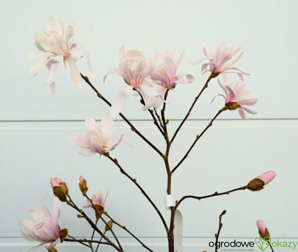 MAGNOLIA GWIAŹDZISTA WATERLILY Magnolia stellata