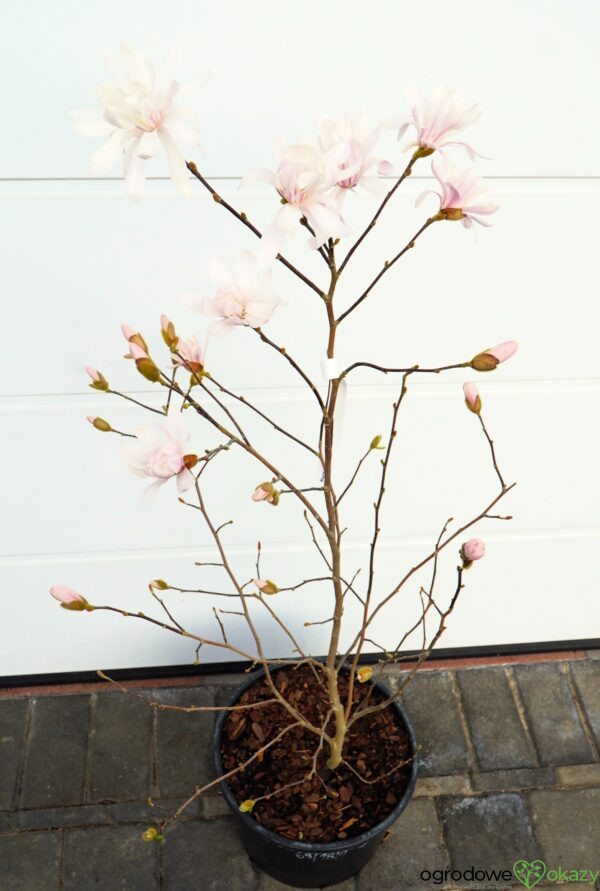 MAGNOLIA GWIAŹDZISTA WATERLILY Magnolia stellata