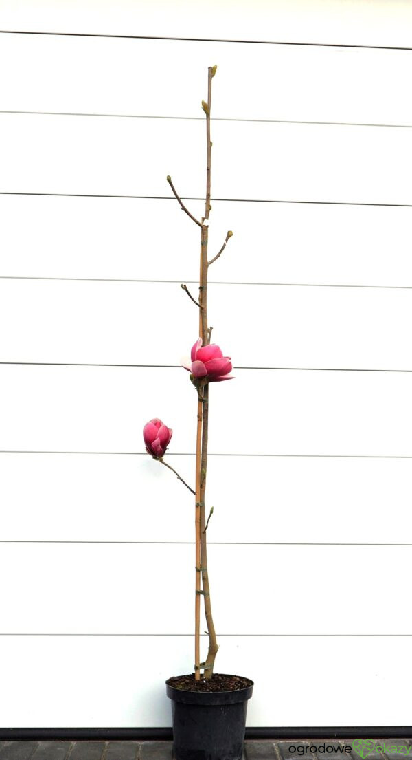 MAGNOLIA PICKARD'S RUBY