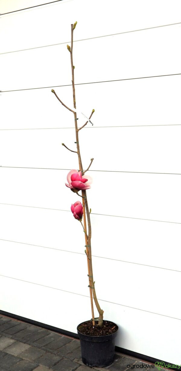 MAGNOLIA PICKARD'S RUBY