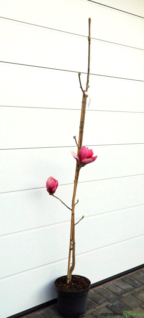 MAGNOLIA PICKARD'S RUBY