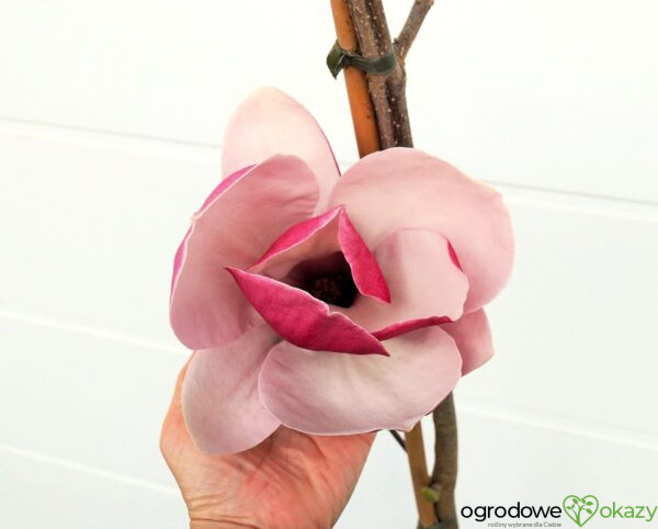 MAGNOLIA PICKARD'S RUBY