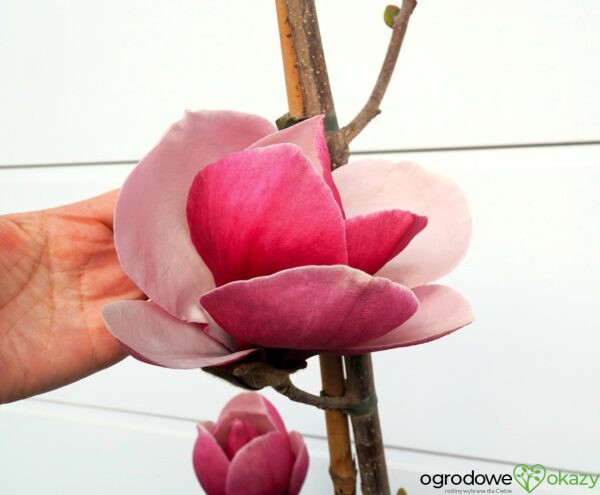 MAGNOLIA PICKARD'S RUBY