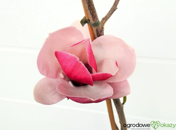 MAGNOLIA PICKARD'S RUBY