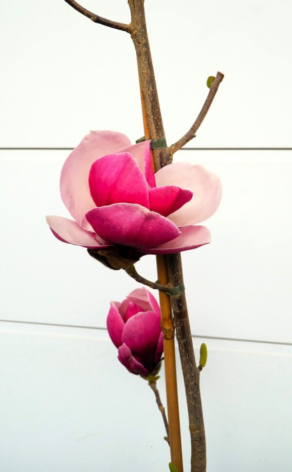 MAGNOLIA PICKARD'S RUBY