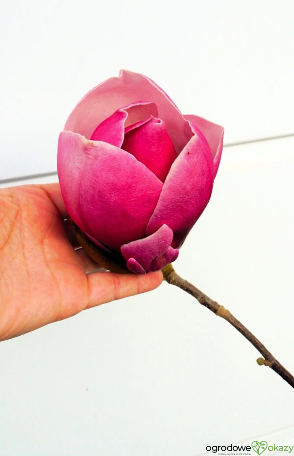 MAGNOLIA PICKARD'S RUBY