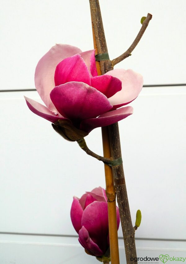MAGNOLIA PICKARD'S RUBY