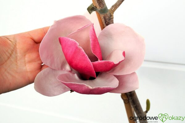 MAGNOLIA PICKARD'S RUBY