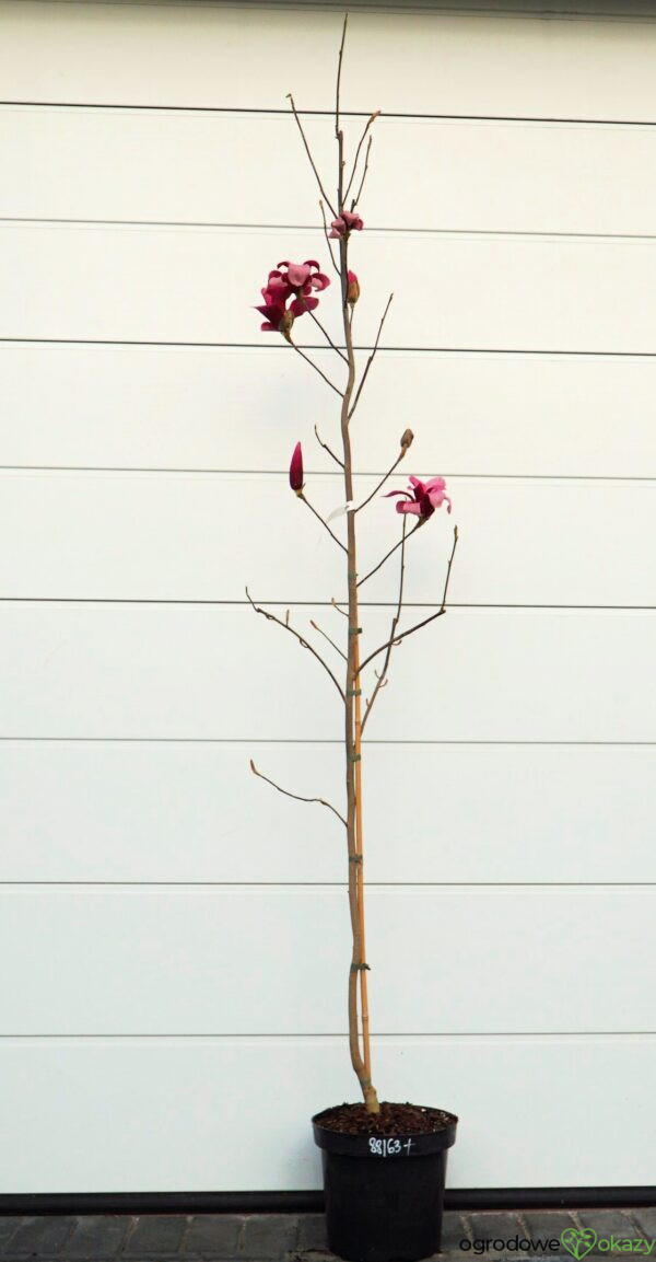 MAGNOLIA RED FLARE