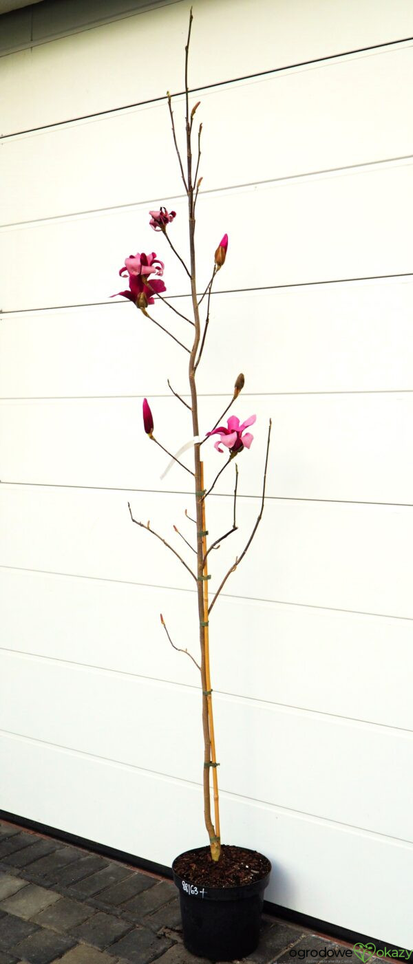 MAGNOLIA RED FLARE