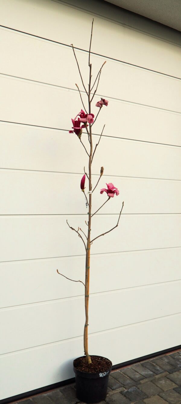 MAGNOLIA RED FLARE