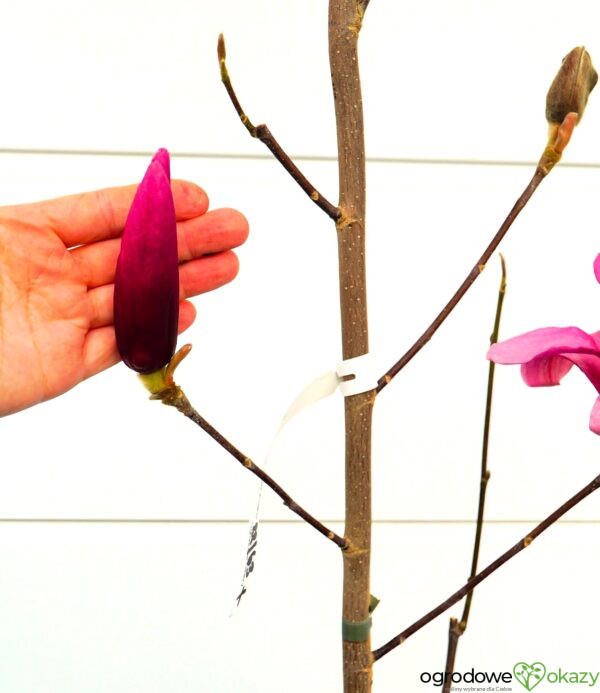 MAGNOLIA RED FLARE