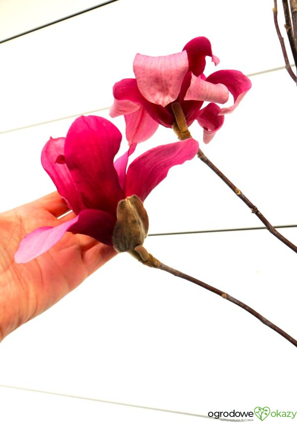 MAGNOLIA RED FLARE