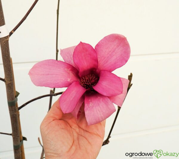 MAGNOLIA RED FLARE