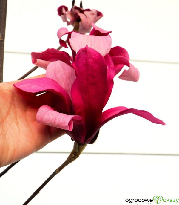 MAGNOLIA RED FLARE