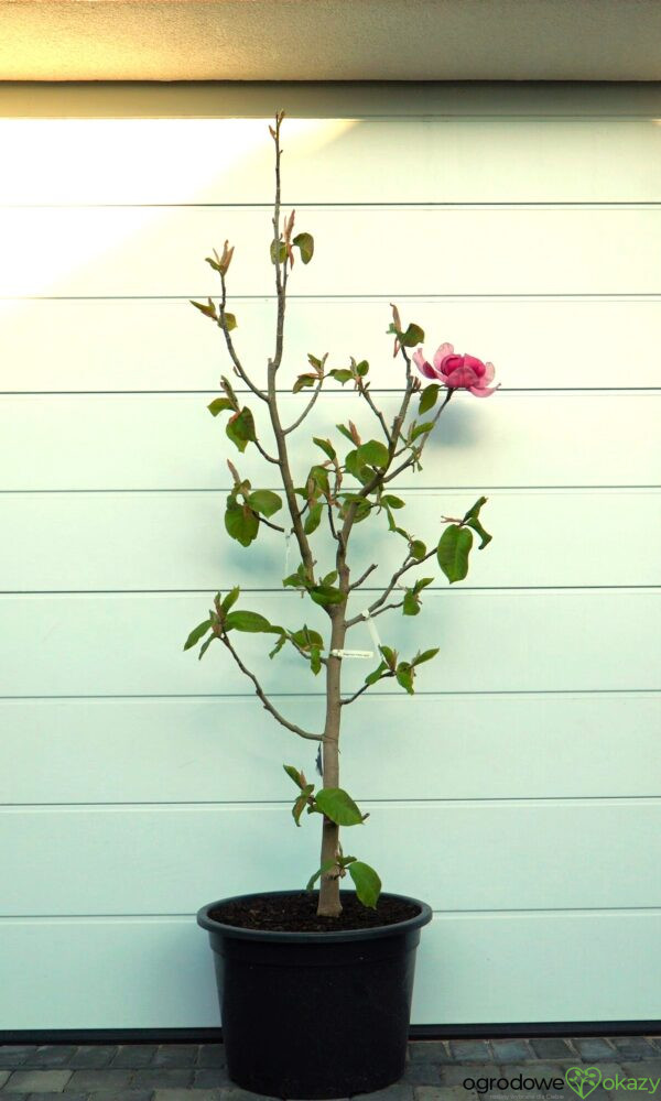 MAGNOLIA FELIX JURY