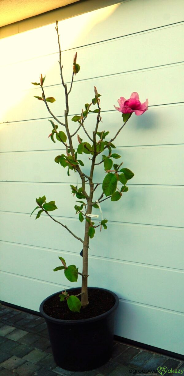 MAGNOLIA FELIX JURY
