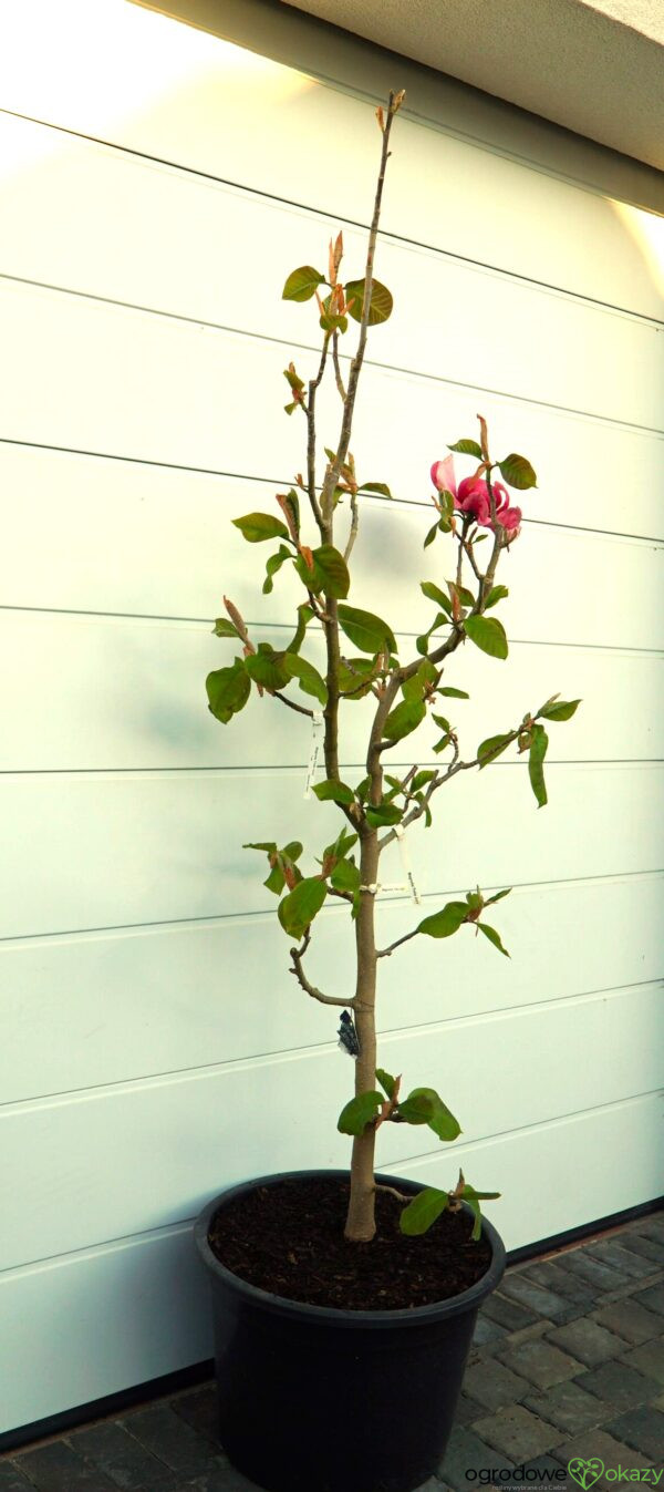 MAGNOLIA FELIX JURY