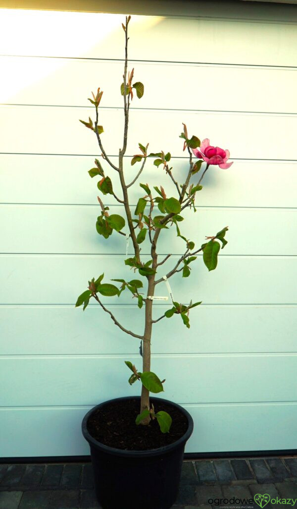 MAGNOLIA FELIX JURY