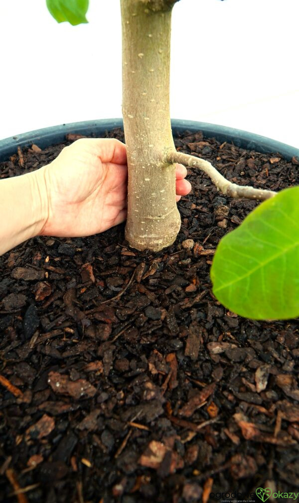 MAGNOLIA FELIX JURY