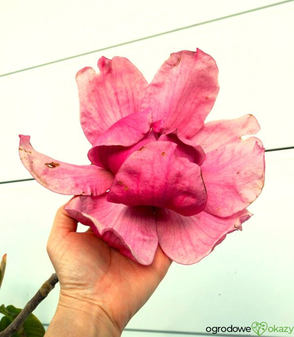 MAGNOLIA FELIX JURY