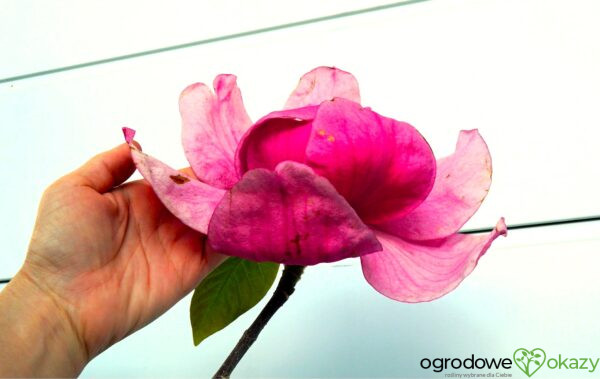 MAGNOLIA FELIX JURY