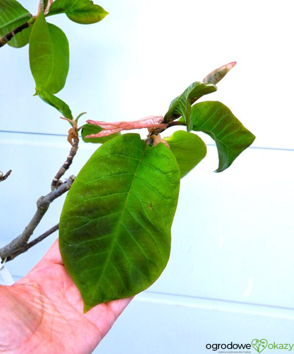MAGNOLIA FELIX JURY